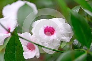 Bower of beauty Pandorea jasminoides white trumpet-shapedÂ flower with pink eye